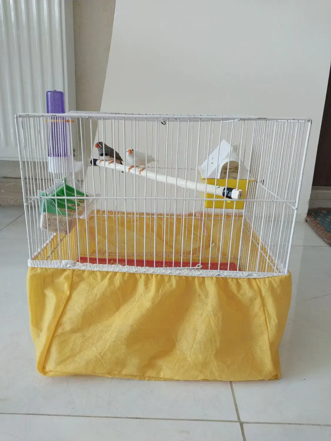 فنچ نر وماده با همه وسایل|پرنده|اصفهان, کردآباد|دیوار