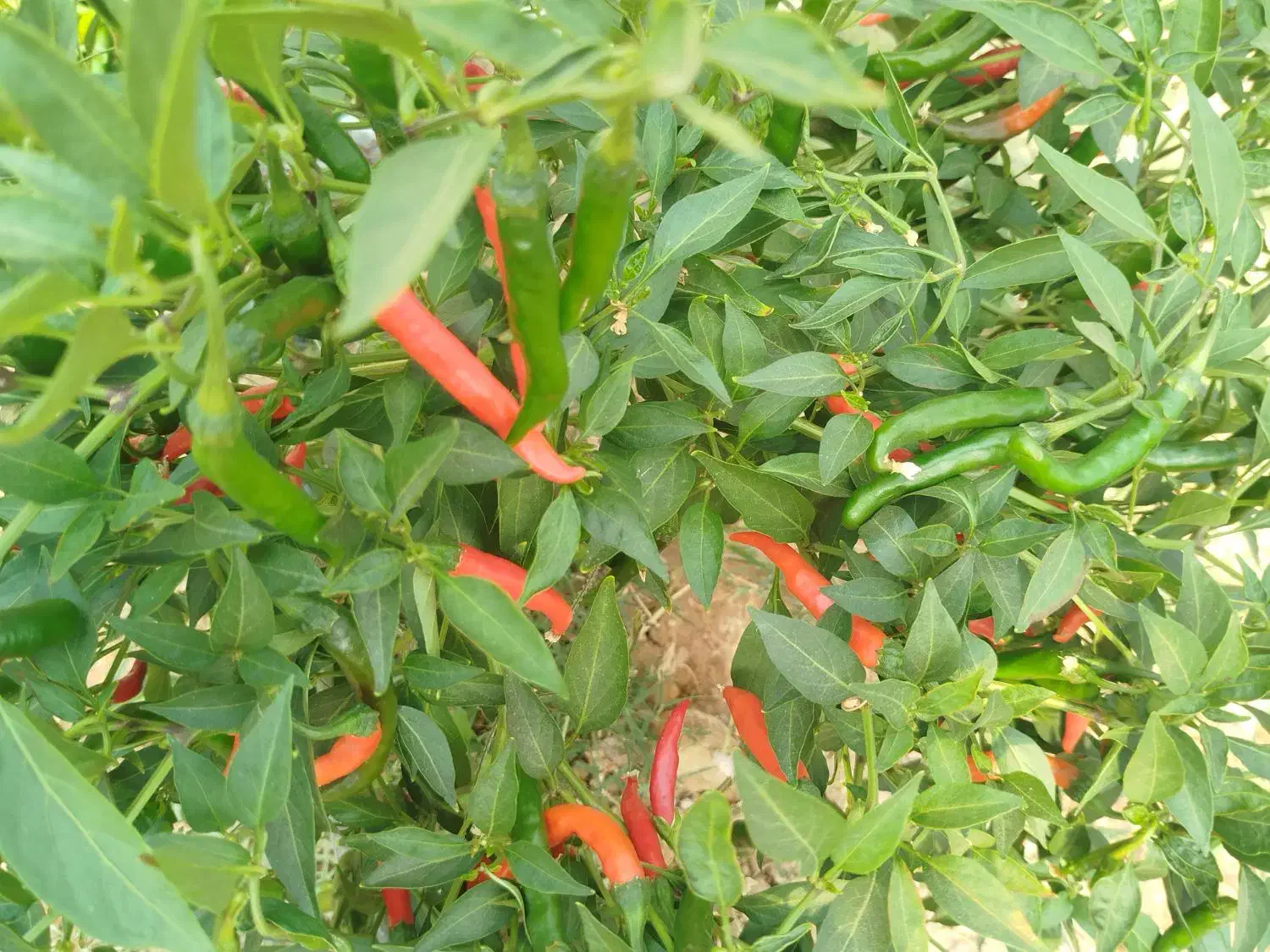 فلفل شمشیری تنددرجه یک|عمدهفروشی|جهرم, |دیوار