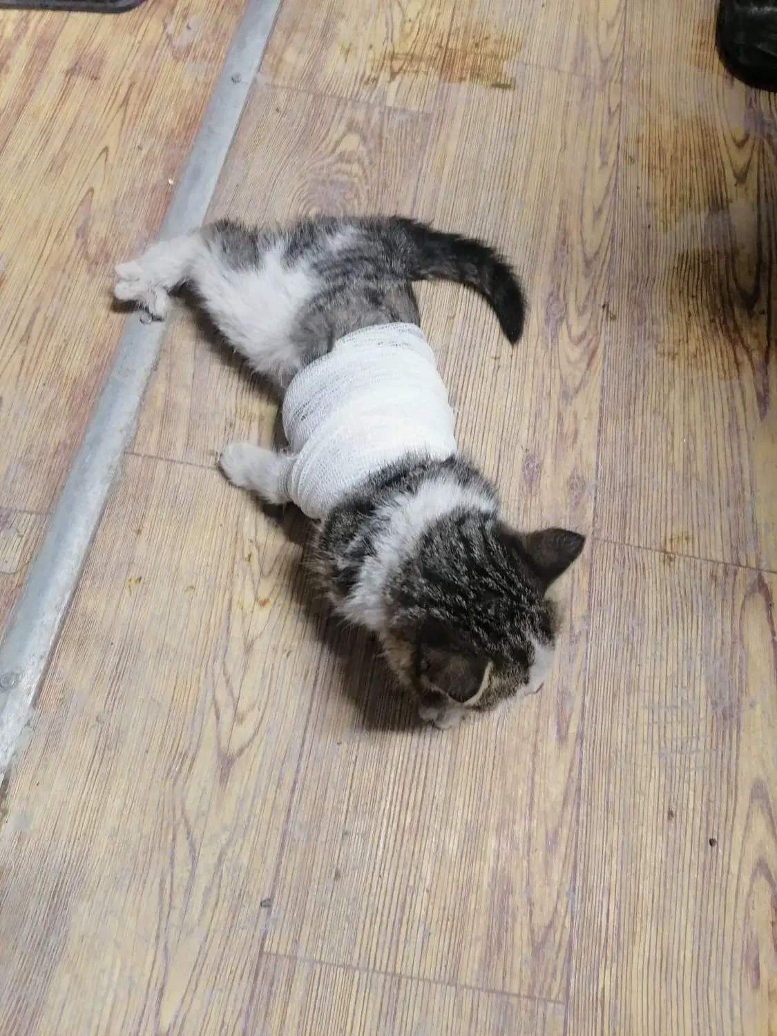 واگذاری گربه|گربه|شمشک, |دیوار