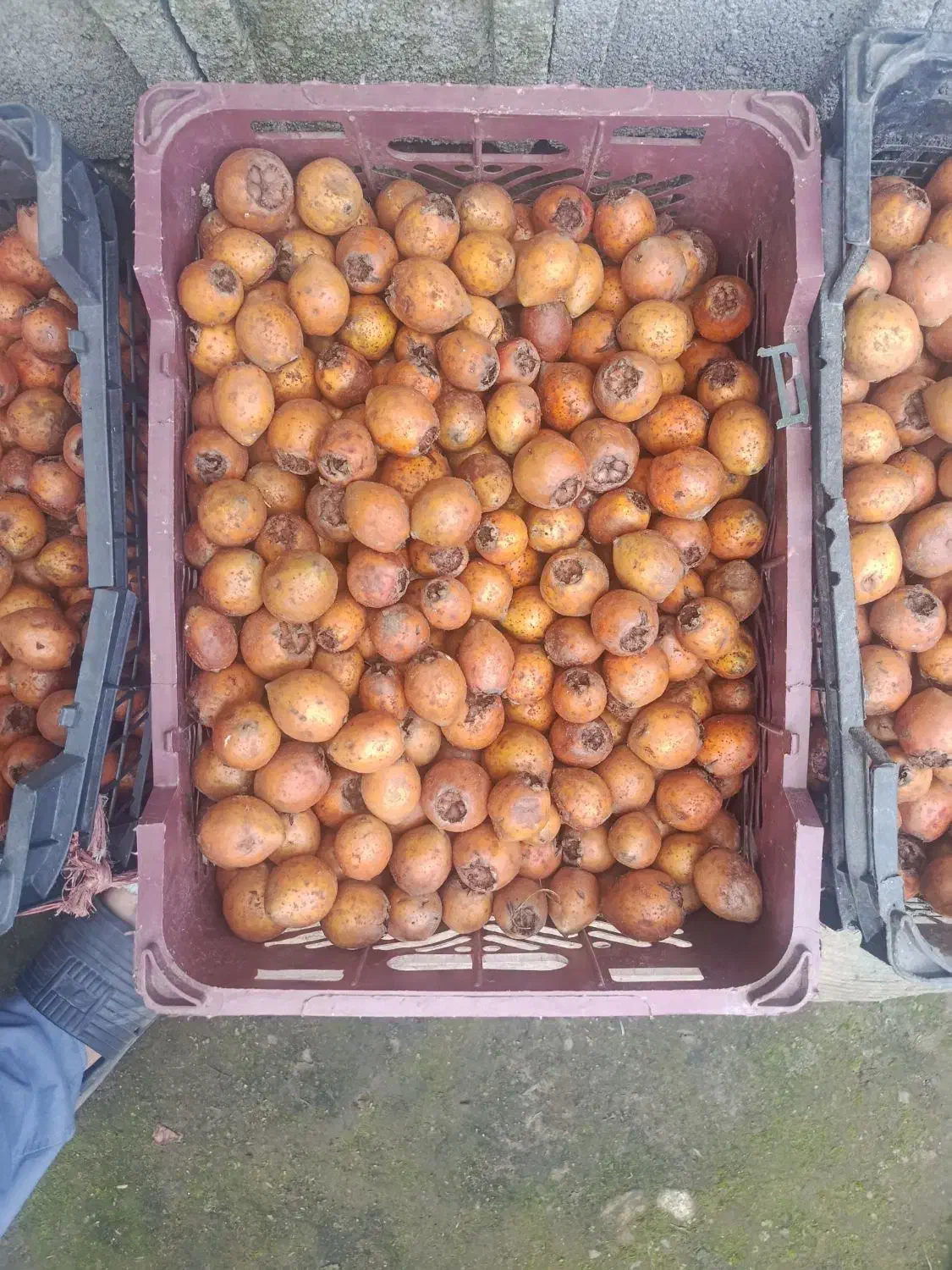 فروش ازگیل|گل و گیاه طبیعی|چوبر, |دیوار