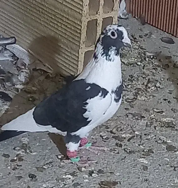 کفتر .کبوتر|پرنده|مشهد, انصار|دیوار