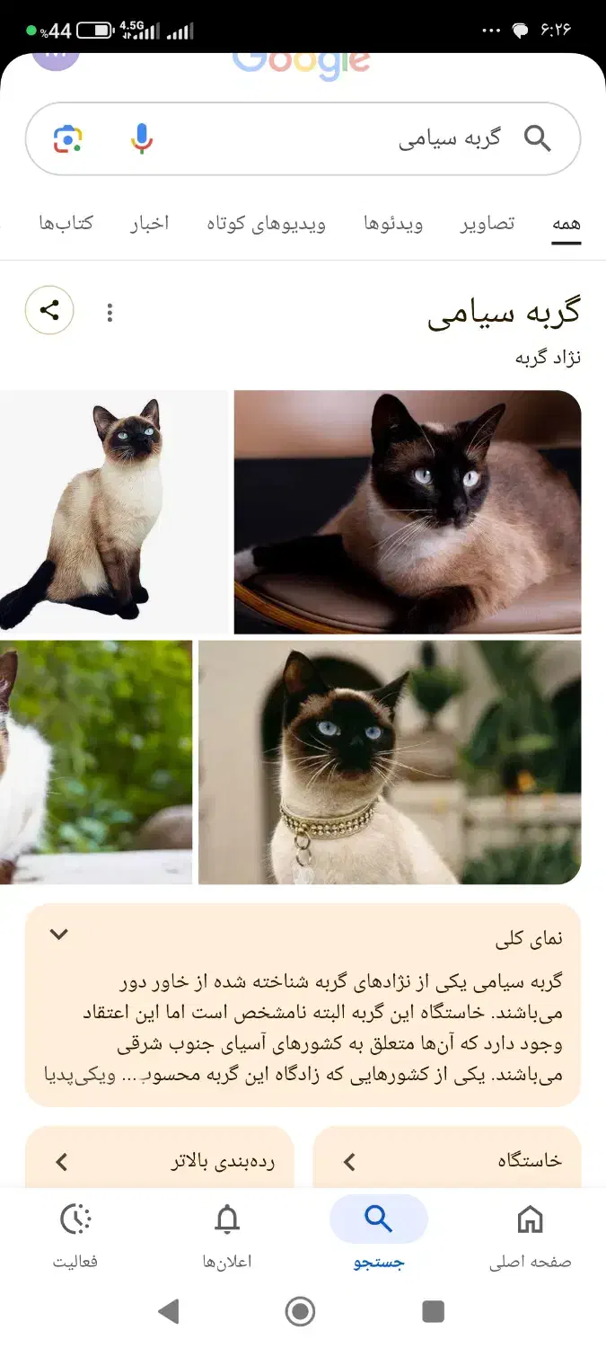 گربه سیامی نر تایلندی|گربه|سبزوار, توحیدشهر|دیوار