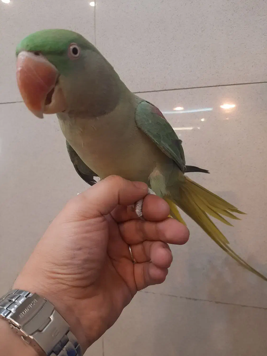 شاه طوطی نر جوجه زیر یکسال|پرنده|کرمانشاه, |دیوار