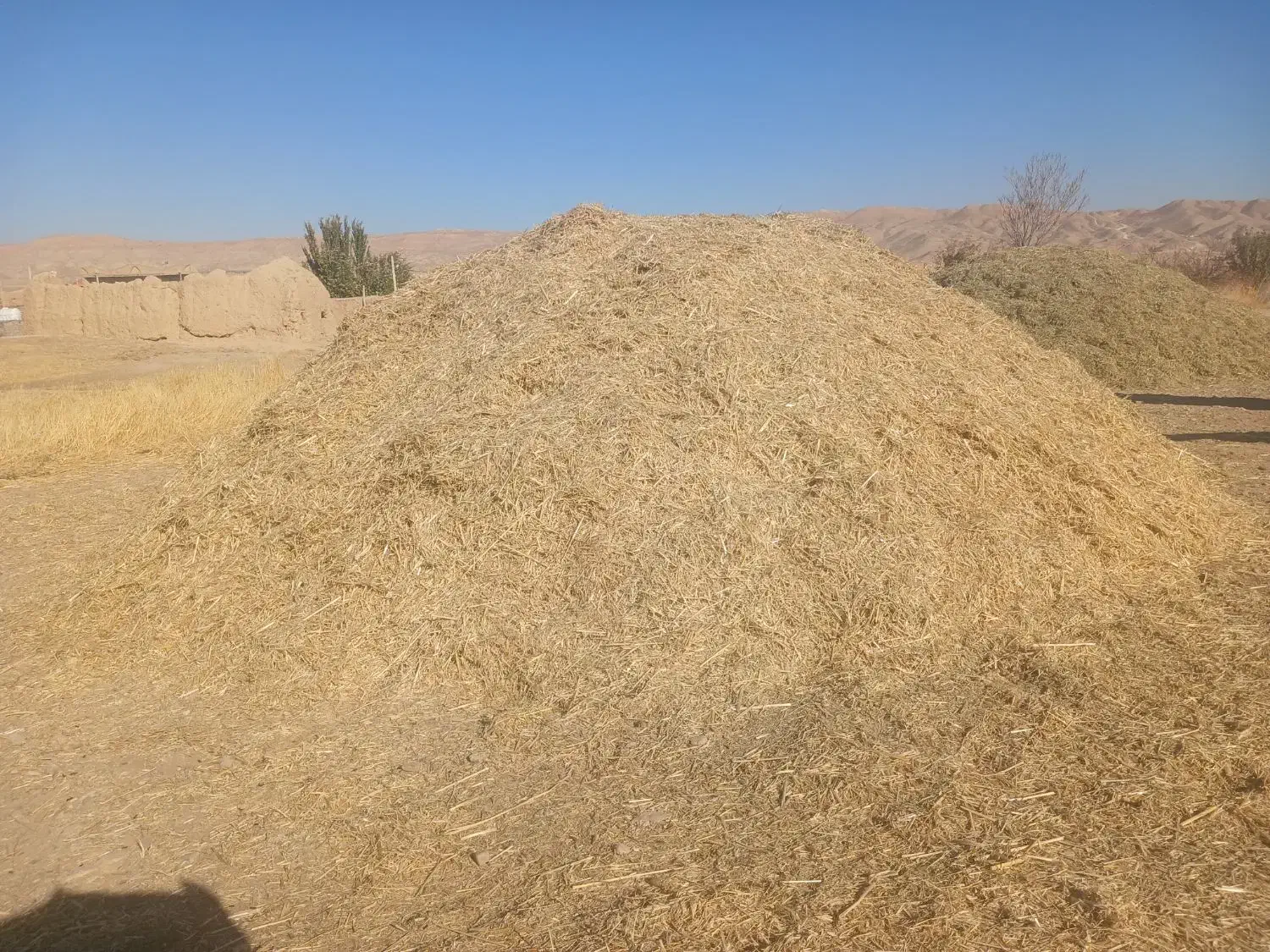 ۹۰۰ کیلو کاه و ۸۰۰ کیلو یونجه فروش فوری|حیوانات مزرعه|افشار, |دیوار