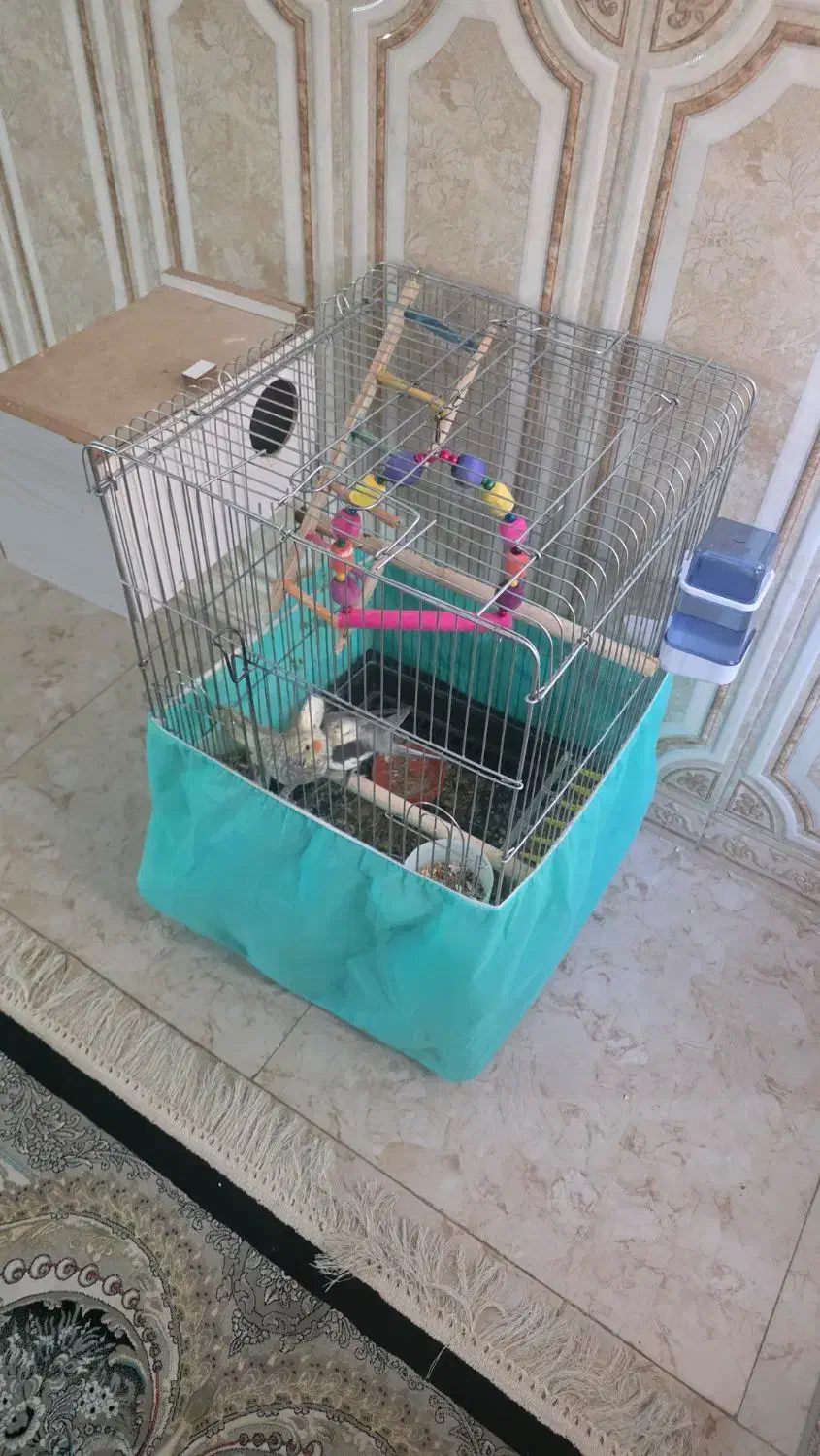 عروس هلندی فروشی|پرنده|الیگودرز, |دیوار