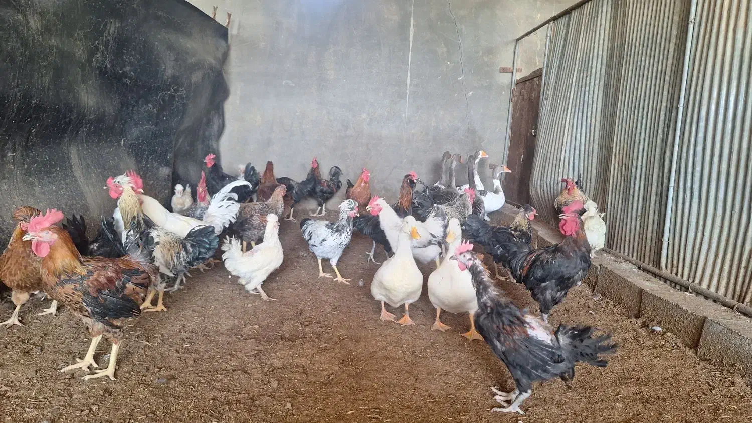 مرغ تخم گذار|حیوانات مزرعه|ورزنه, |دیوار