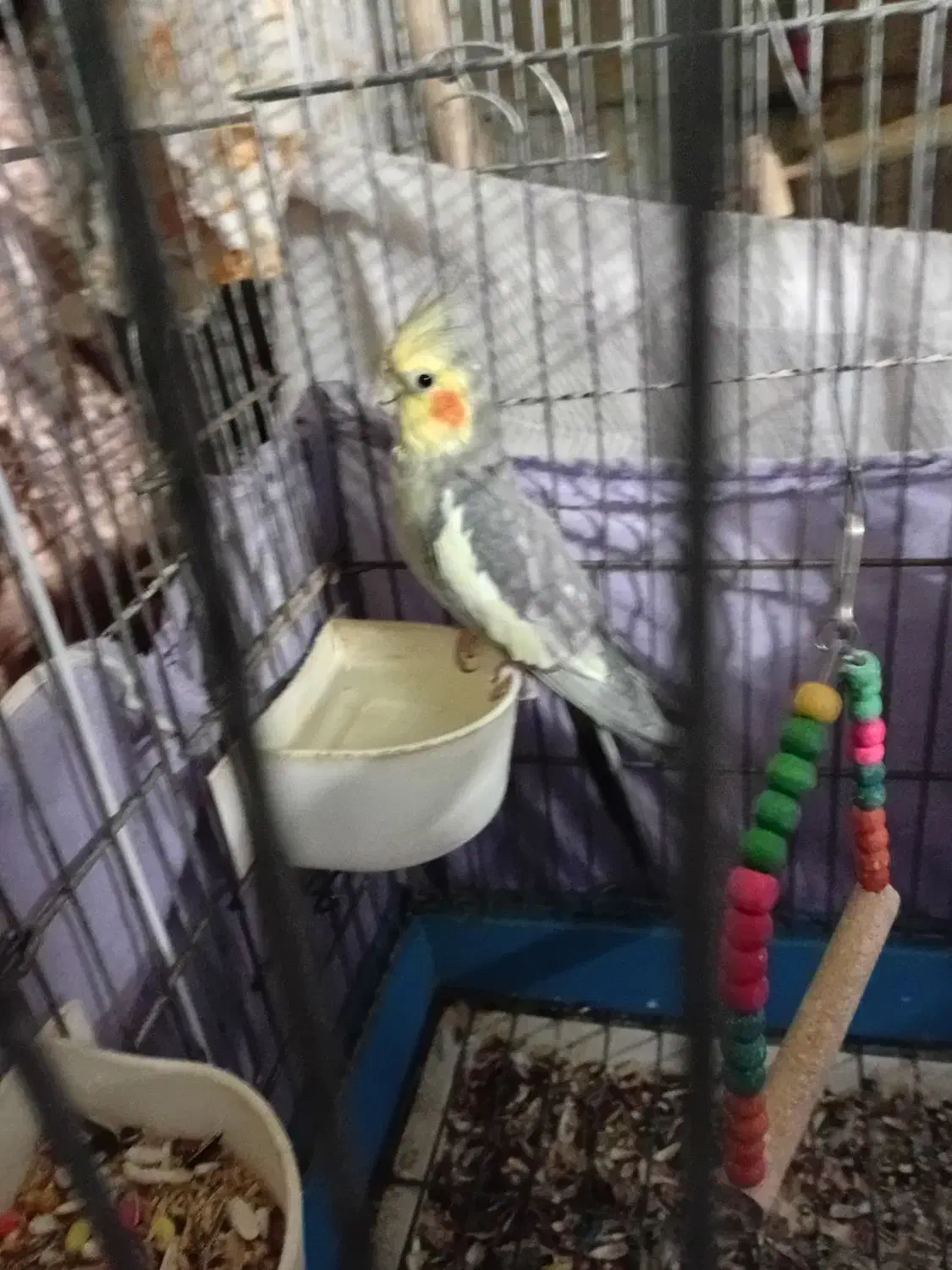 عروس هلندی|پرنده|تهران, آهنگران (سراسیاب دولاب)|دیوار