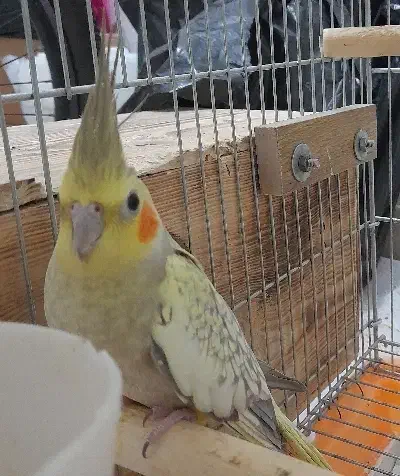 دوتاعروس هلندی ماده|پرنده|برازجان, |دیوار