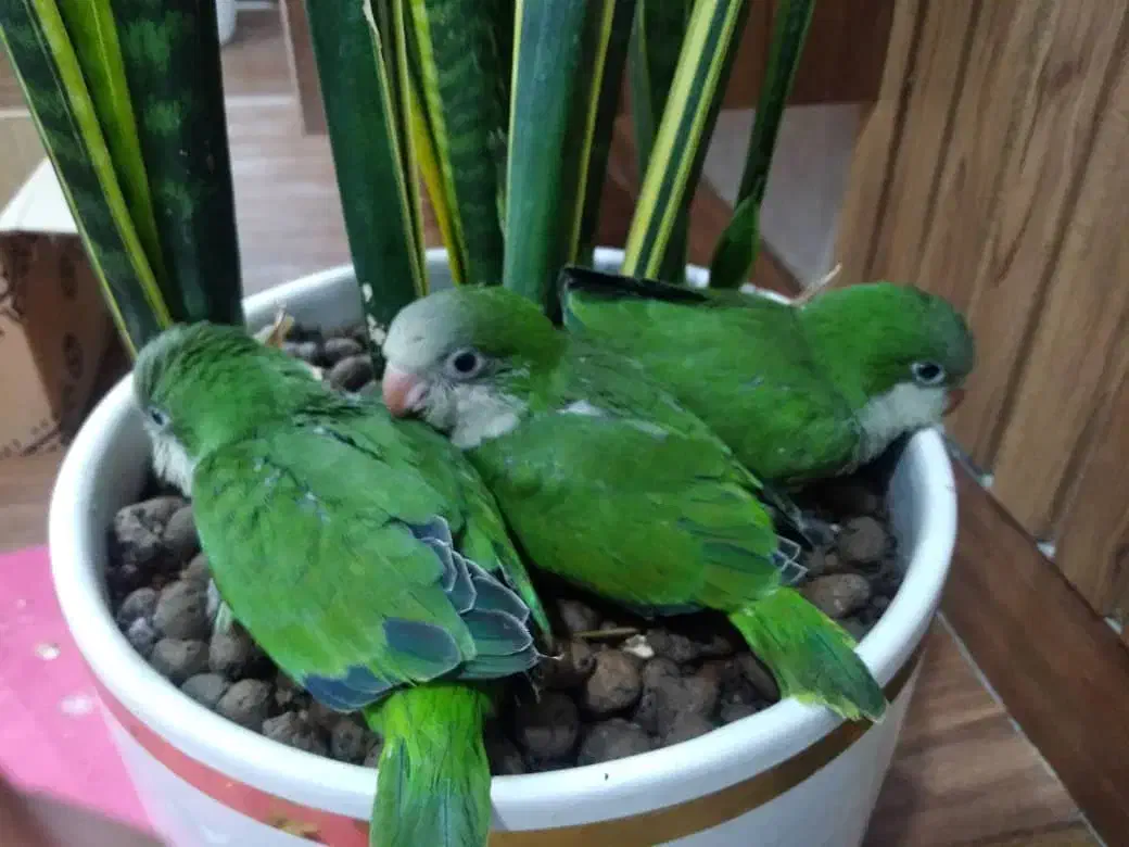 جوجه راهب سرلاکی|پرنده|یزد, |دیوار