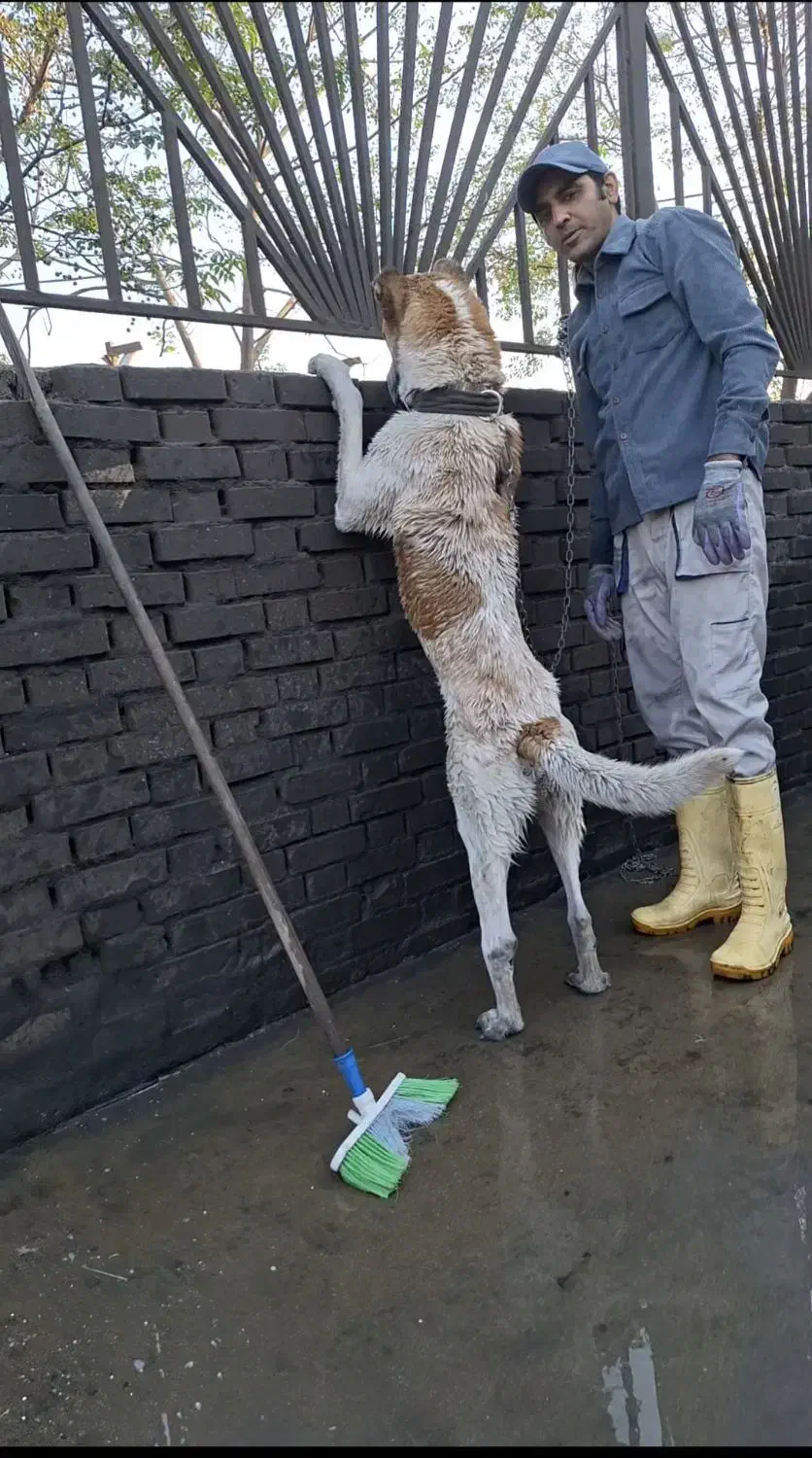 فروش ملک کارواش|فروش مغازه و غرفه|سبزوار, شهرک صنعتی خاوران|دیوار