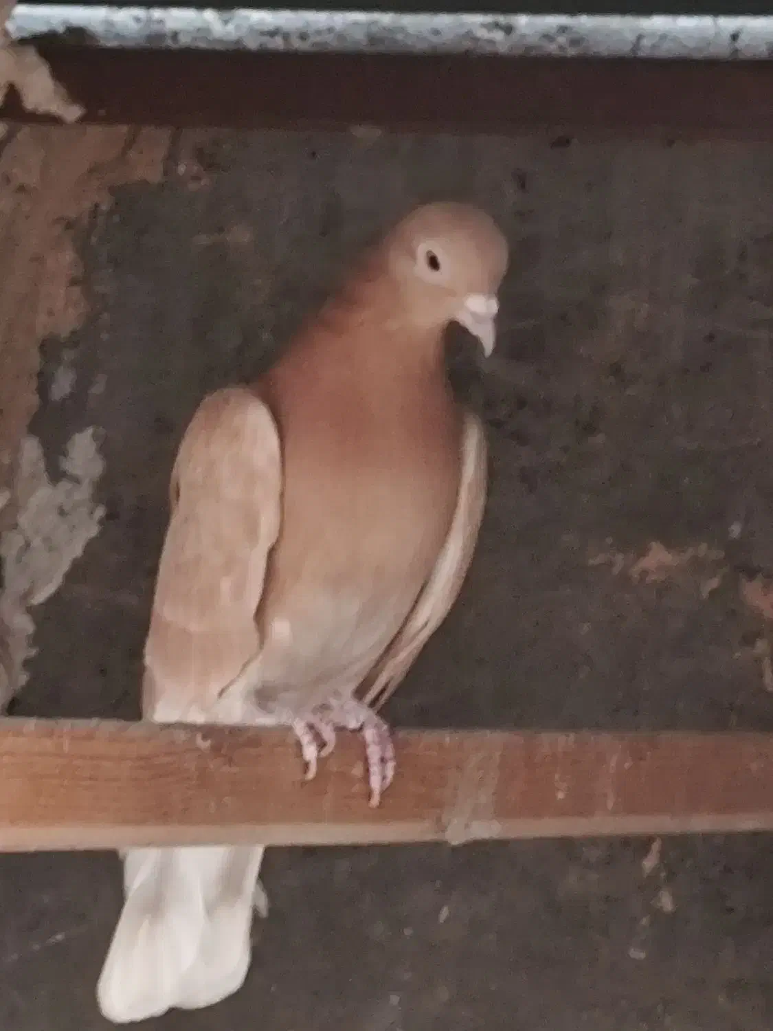 کله دمبی زرد سفید پرشی بازدید پیربکران|پرنده|پیر بکران, |دیوار