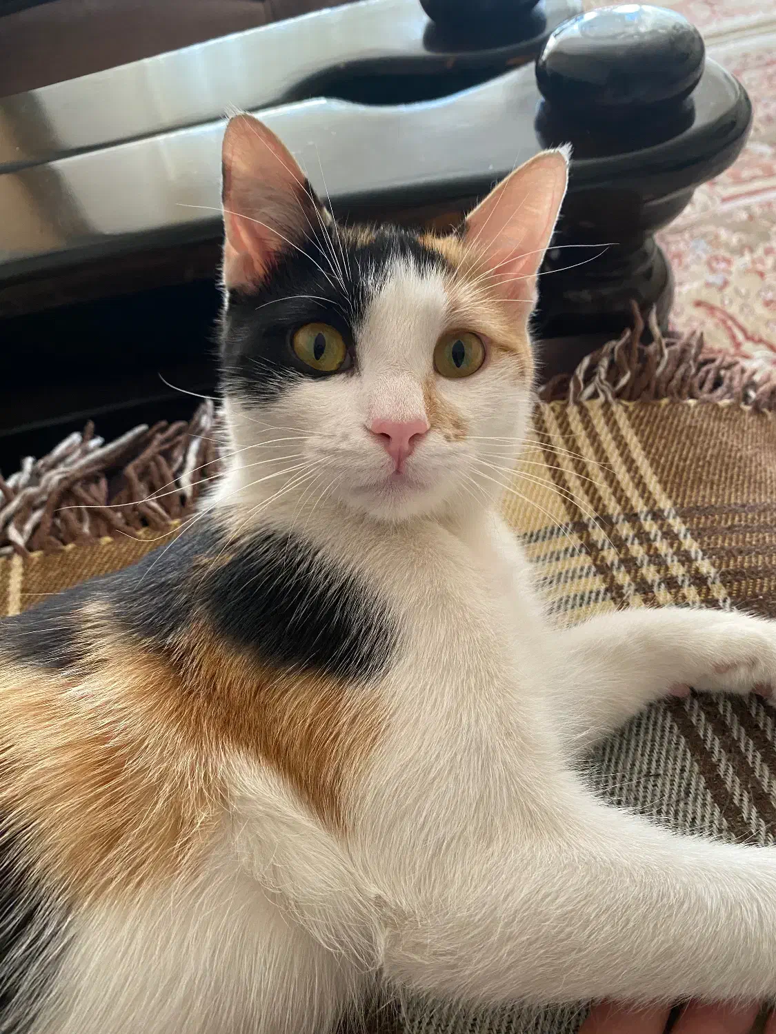 واگذاری گربه|گربه|نجف‌آباد, ویلاشهر|دیوار