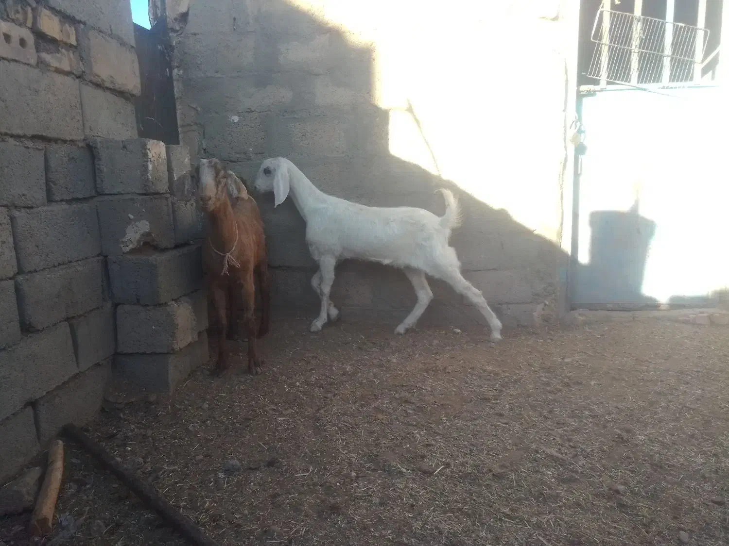 گوسفند|حیوانات مزرعه|خواف, |دیوار