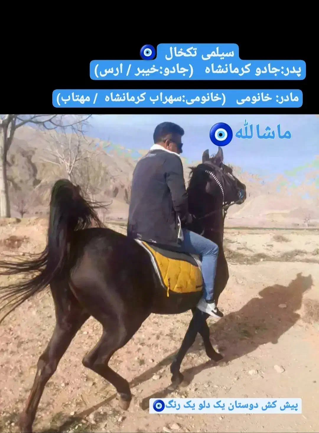 فروش فوری کره مادیون|اسب و تجهیزات اسب‌سواری|تهران, سعادت‌آباد|دیوار