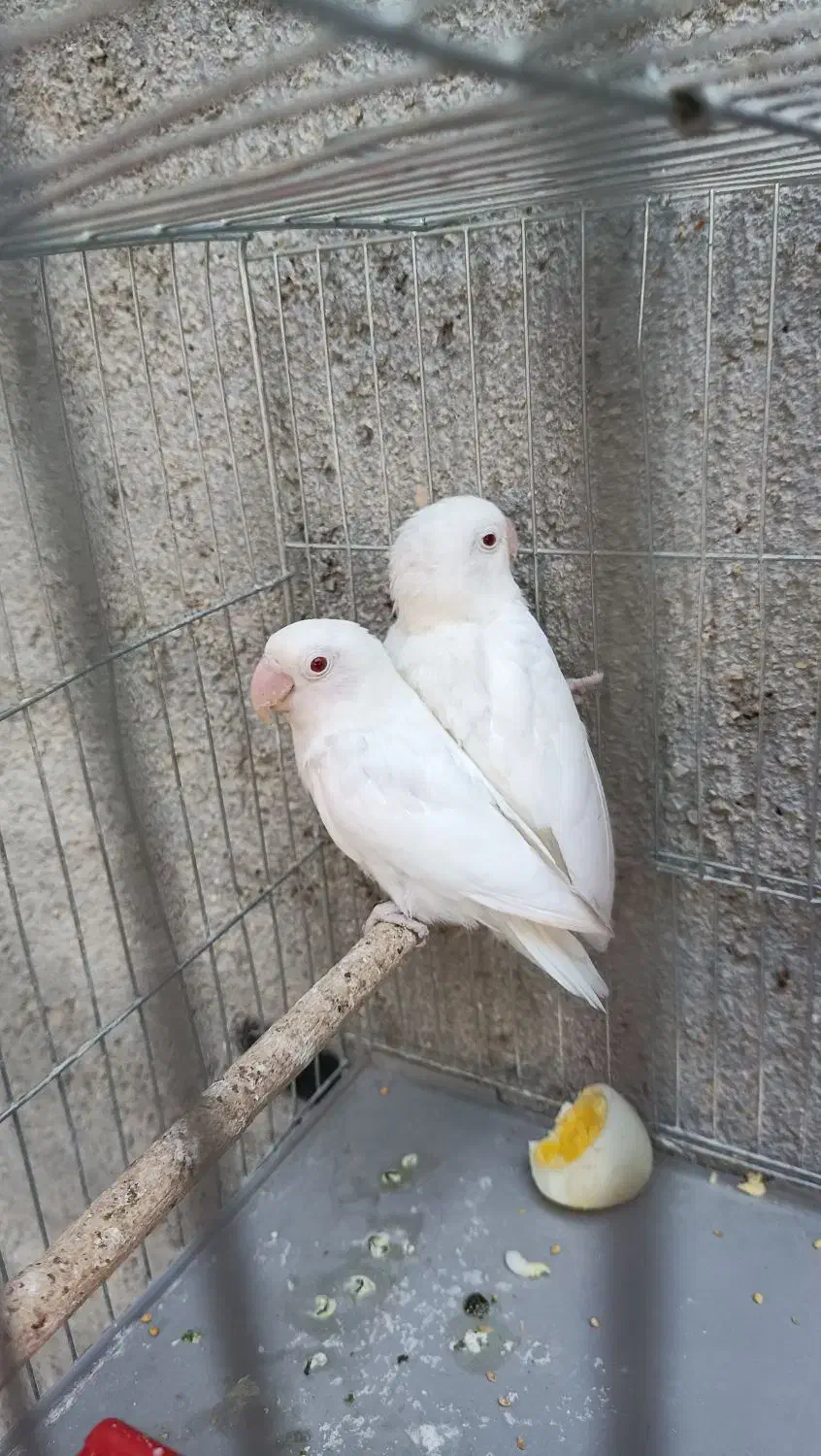 طوطی برزیلی فیشر البینو چشم فالو|پرنده|برازجان, |دیوار