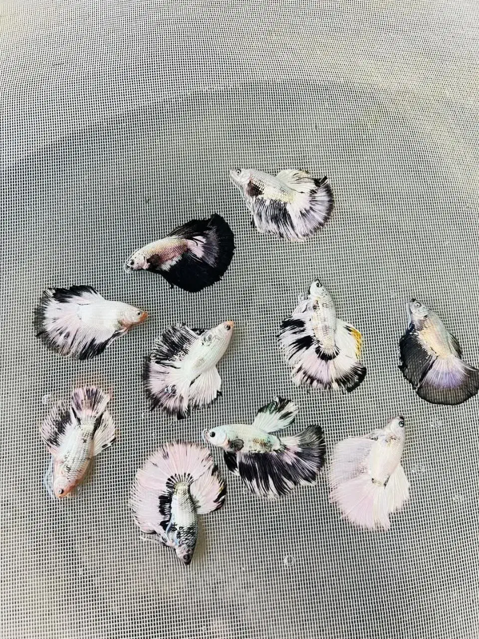 فروش تک و عمده فایتر|ماهی|رشت, گلسار|دیوار