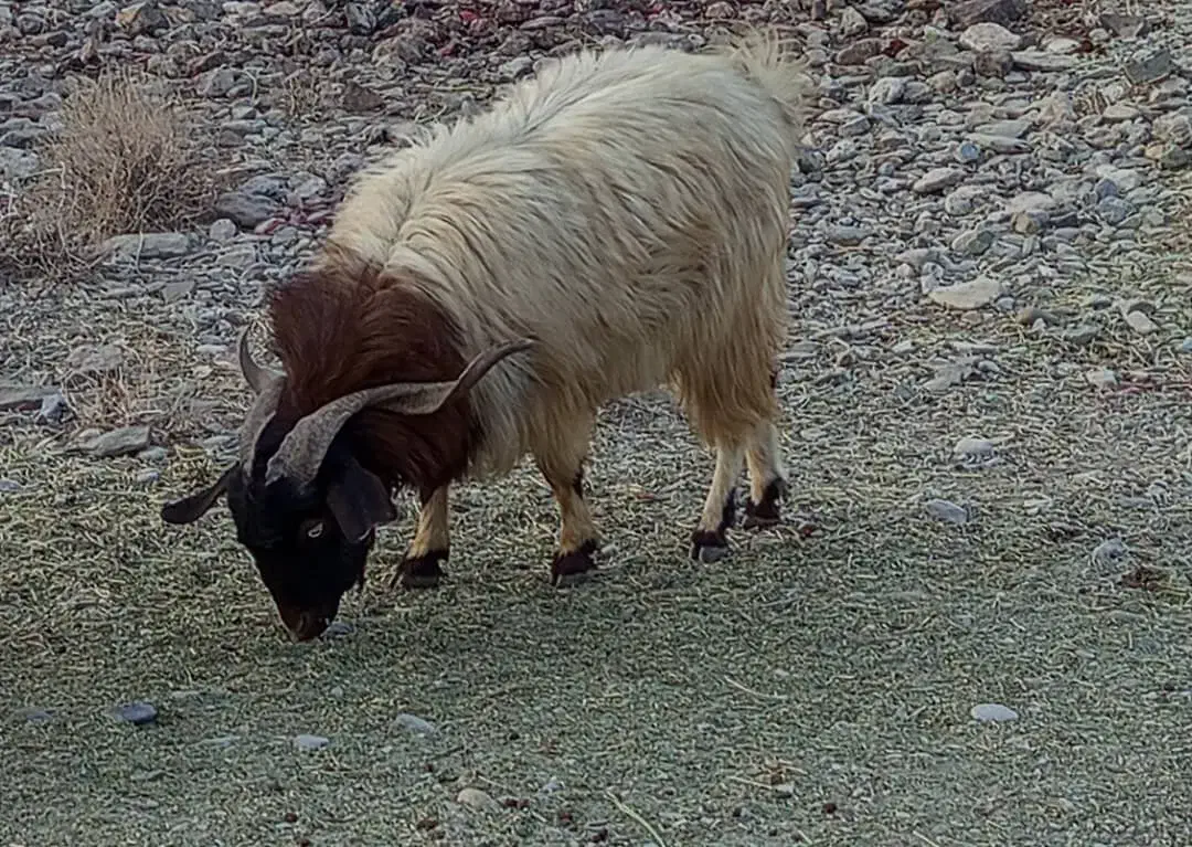 گله گوسفند|حیوانات مزرعه|کرمان, |دیوار