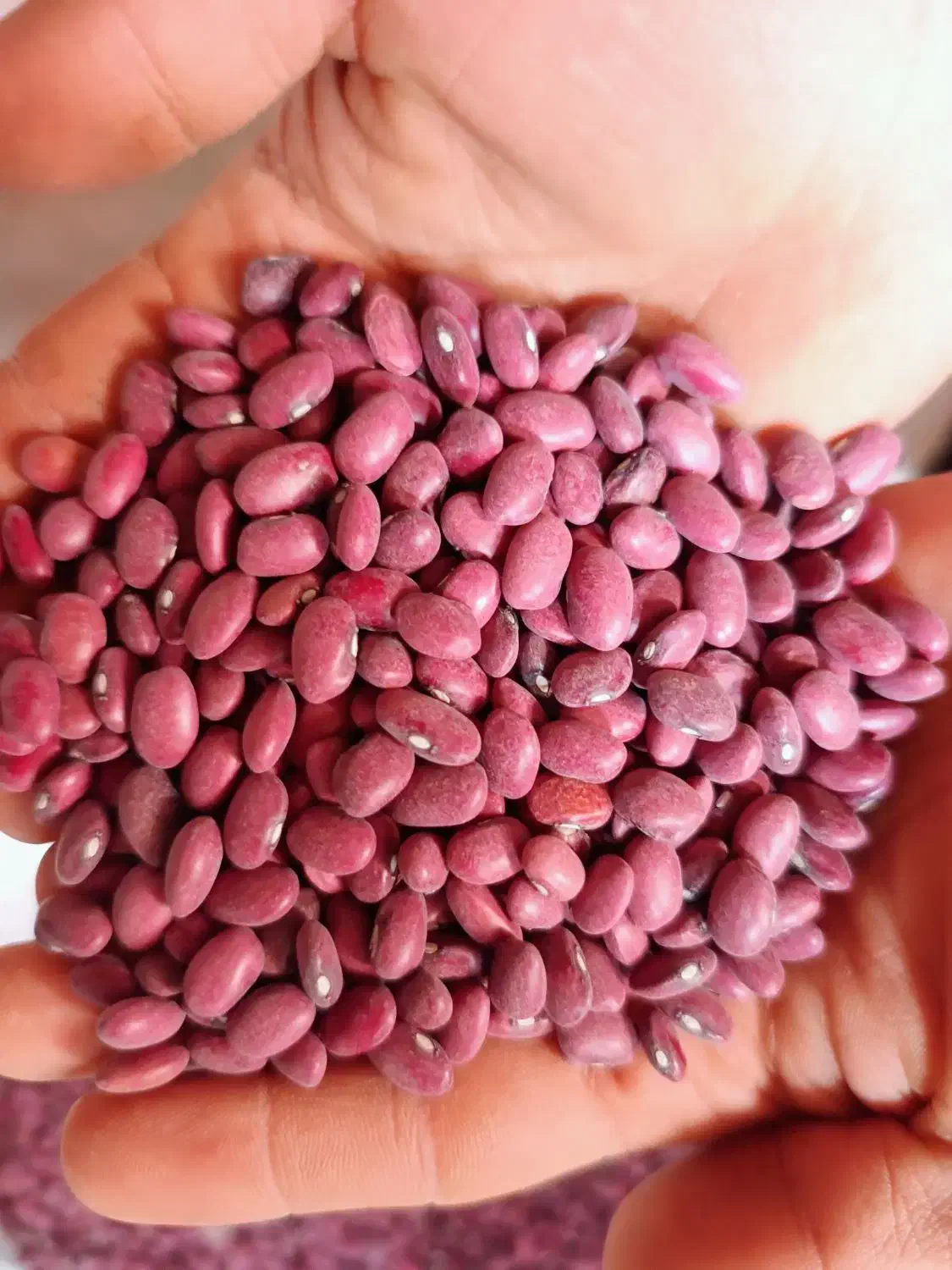 لوبیا چیتی 345وبیا قرمز225|خوردنی و آشامیدنی|تهران, امیریه|دیوار