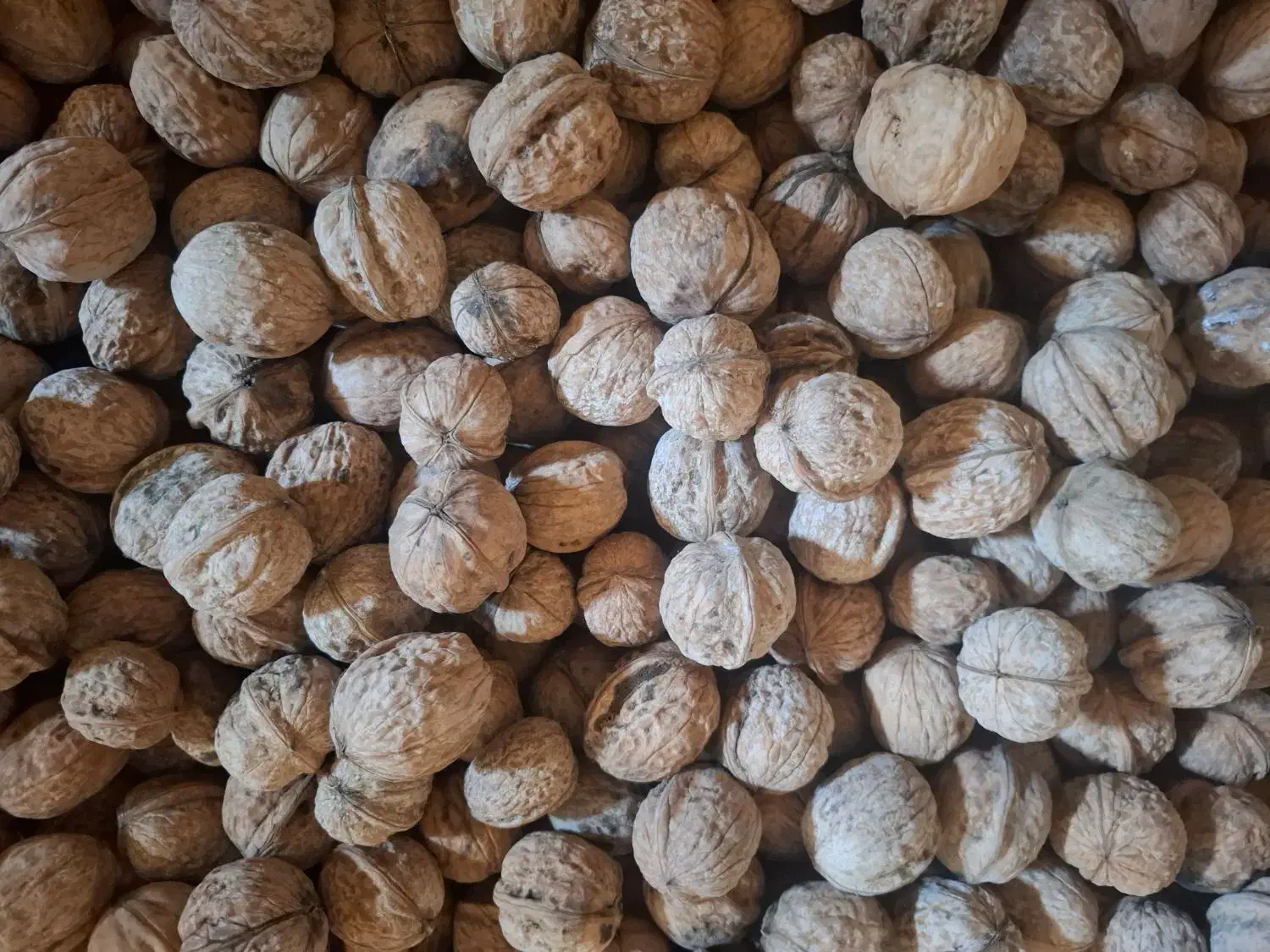 گردو درگز|خوردنی و آشامیدنی|درگز, |دیوار