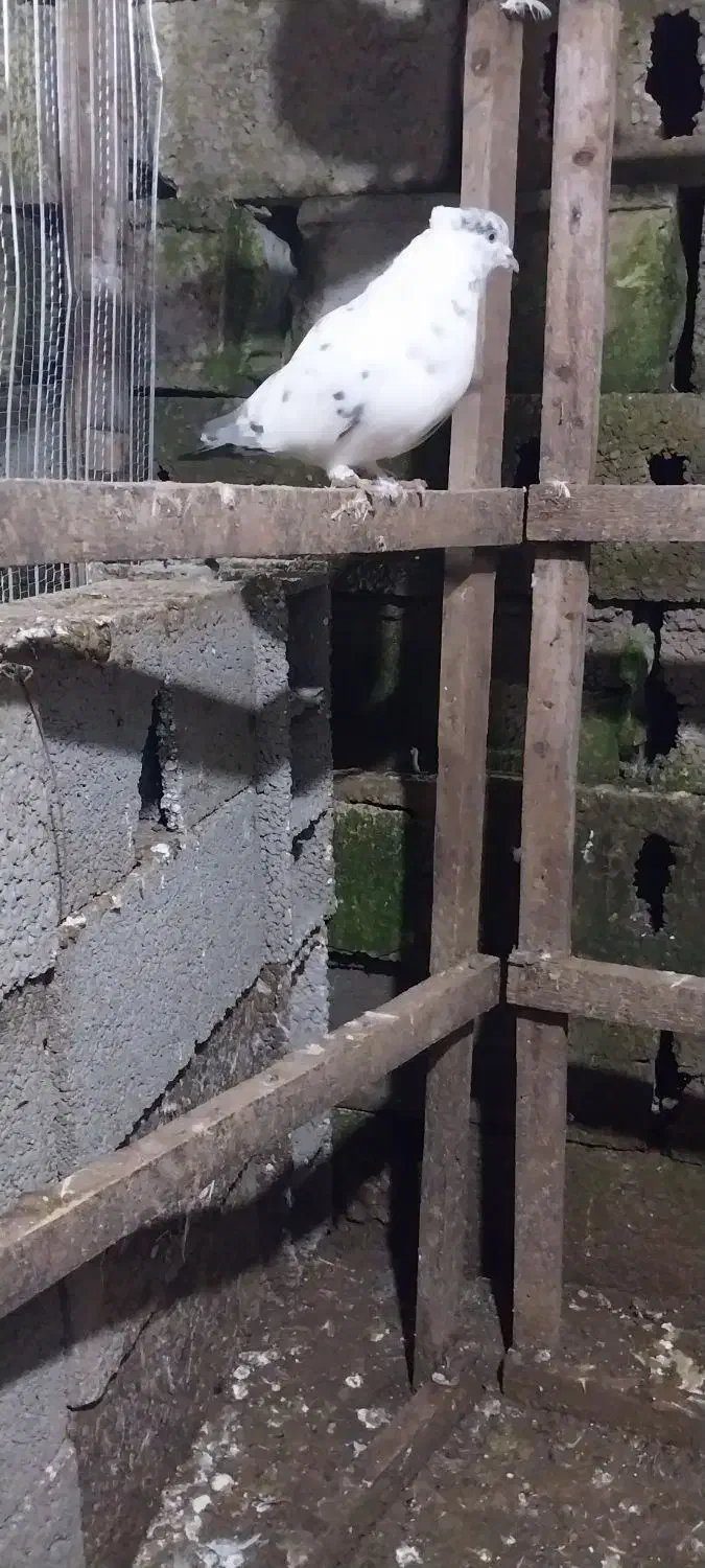 دونه ای ۱۷۰|پرنده|آستانه اشرفیه, |دیوار