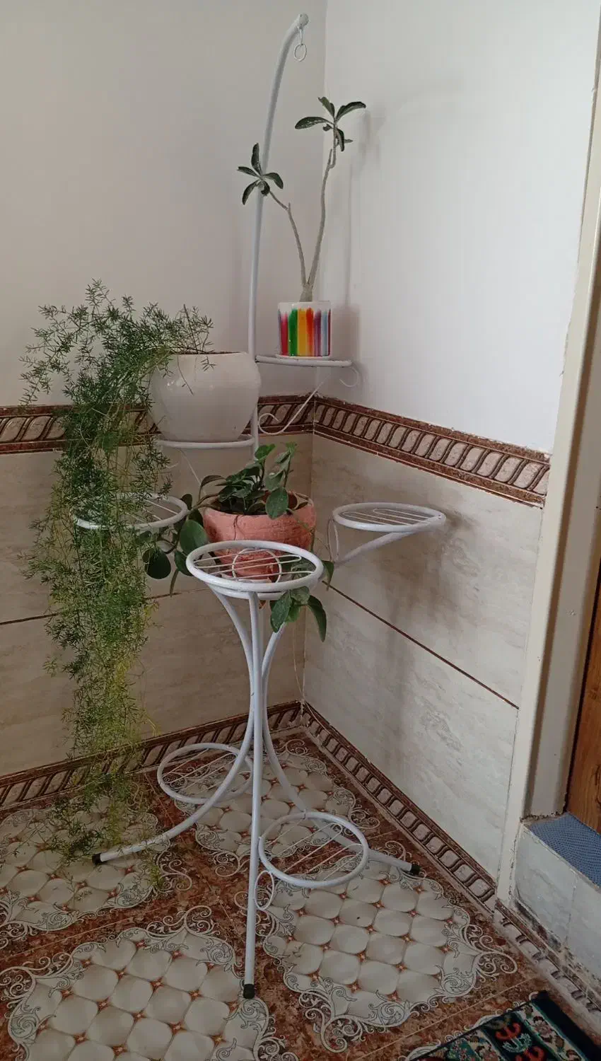 استند گل|گل و گیاه طبیعی|بردسیر, |دیوار