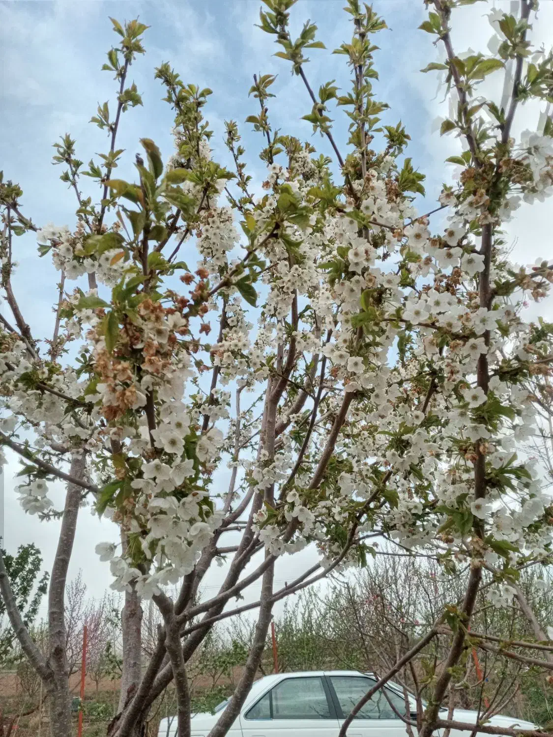 باغ در شربیان|فروش خانه و ویلا|مهربان, |دیوار