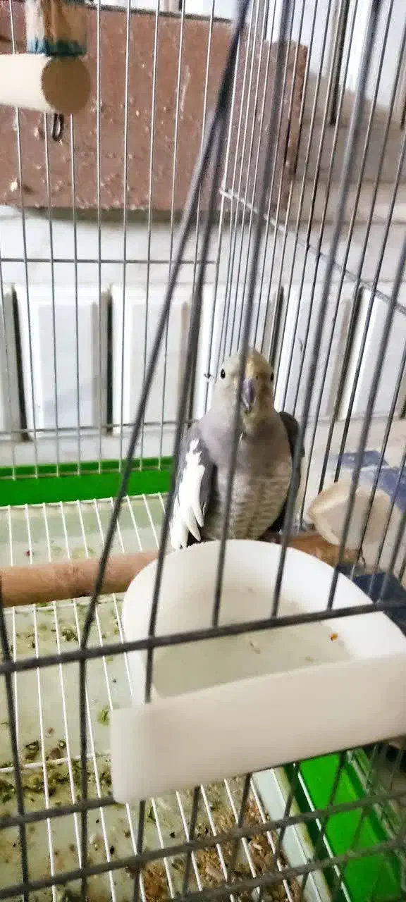 فروش عروس هلندی|پرنده|فولادشهر, زاینده رود|دیوار