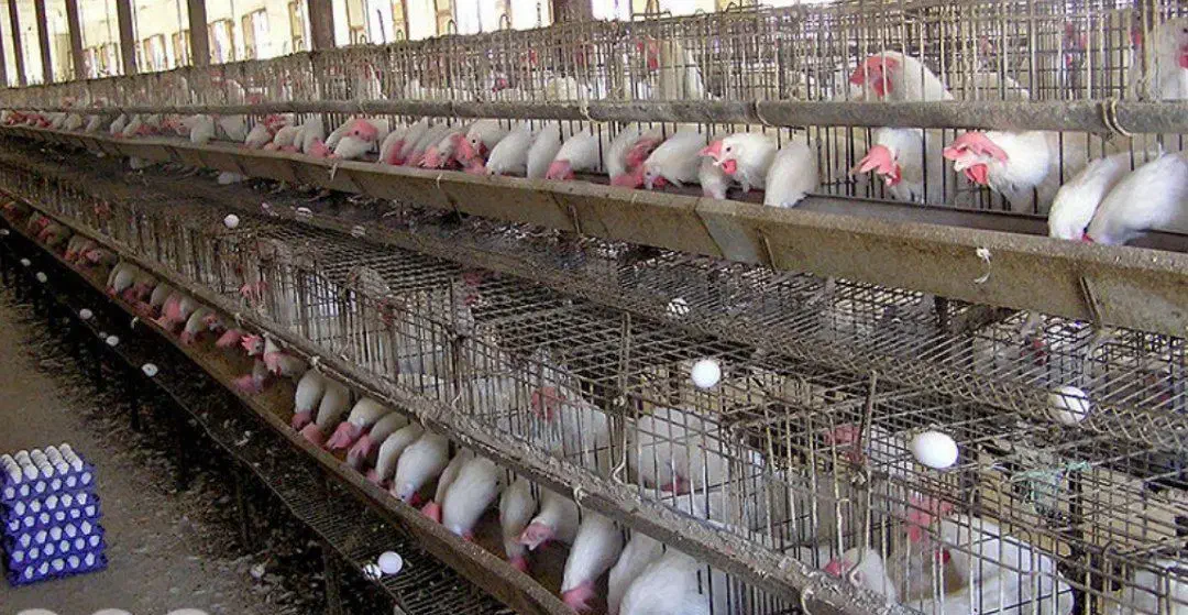 پخش اصلی مرغ تخم گذار(هلندی)|حیوانات مزرعه|مشکین‌دشت, |دیوار