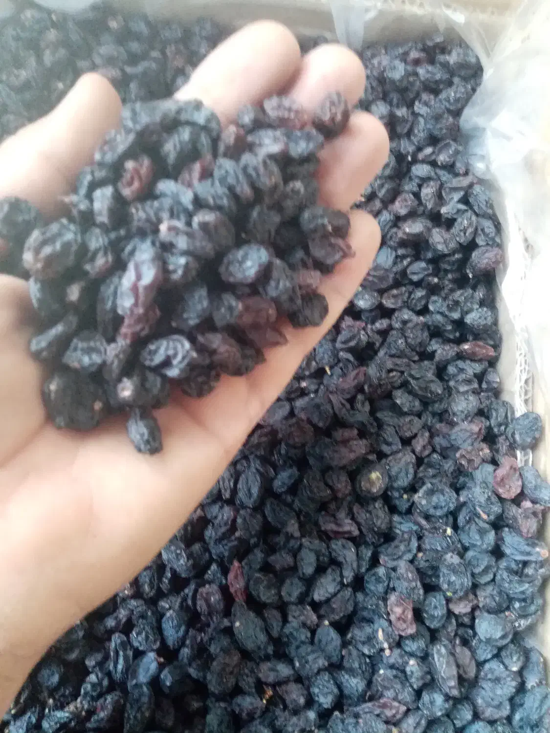 کشمش|خوردنی و آشامیدنی|خنداب, |دیوار