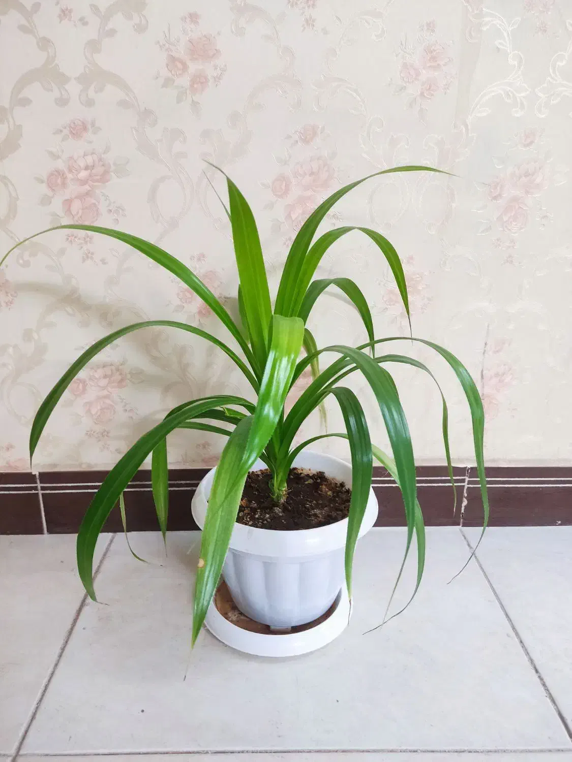 پاندانوس و سانسیوریا پاکوتاه ابلق|گل و گیاه طبیعی|قرچک, میرزائی جنوبی|دیوار