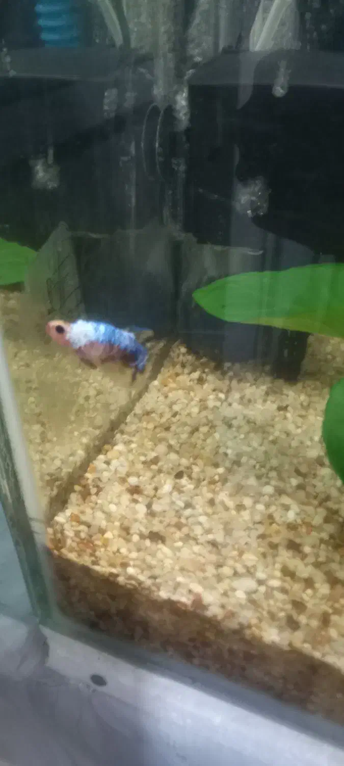 فایتر ماده|ماهی|رشت, نخودچر|دیوار