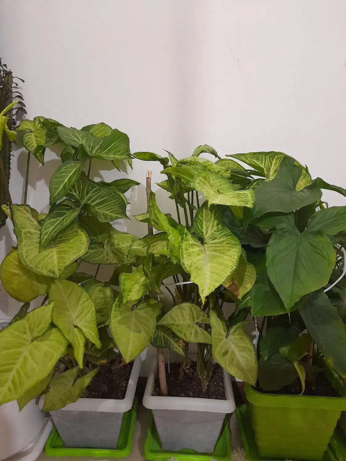 فروش گل|گل و گیاه طبیعی|تهران, شهرک چیتگر|دیوار