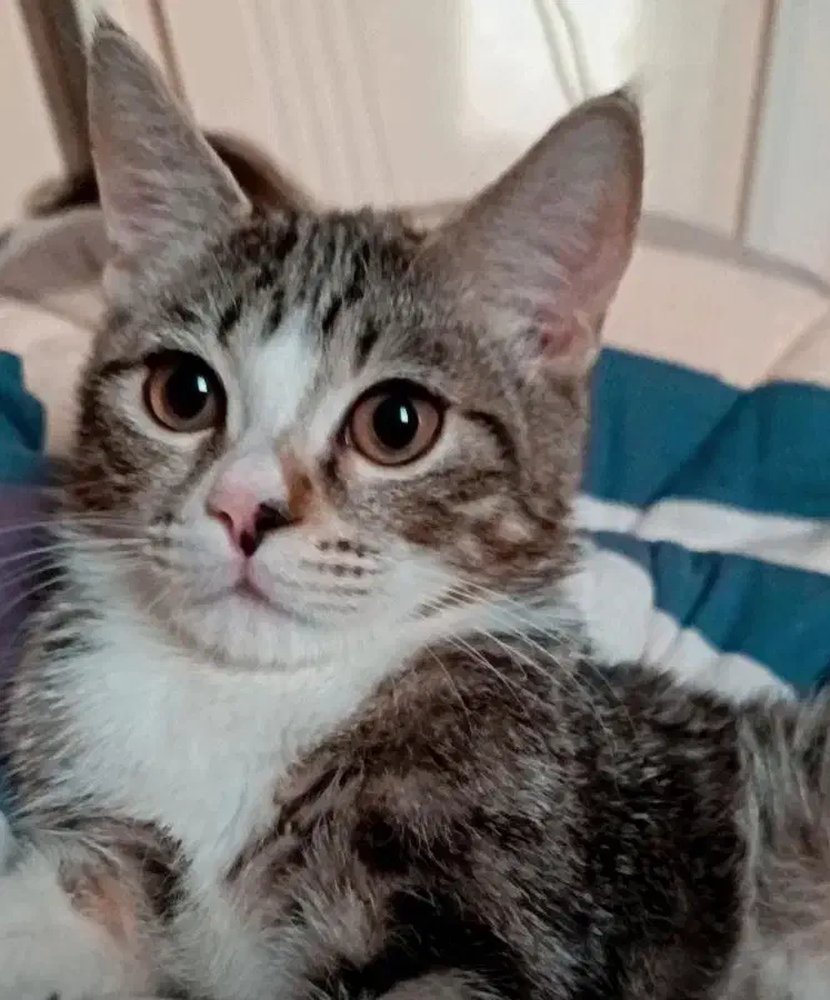 گربه|گربه|بهشهر, |دیوار