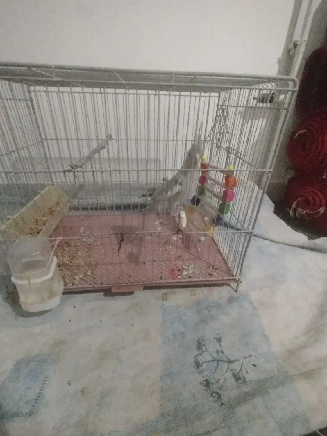 عروس هلندی صورت سفید|پرنده|قروه, |دیوار