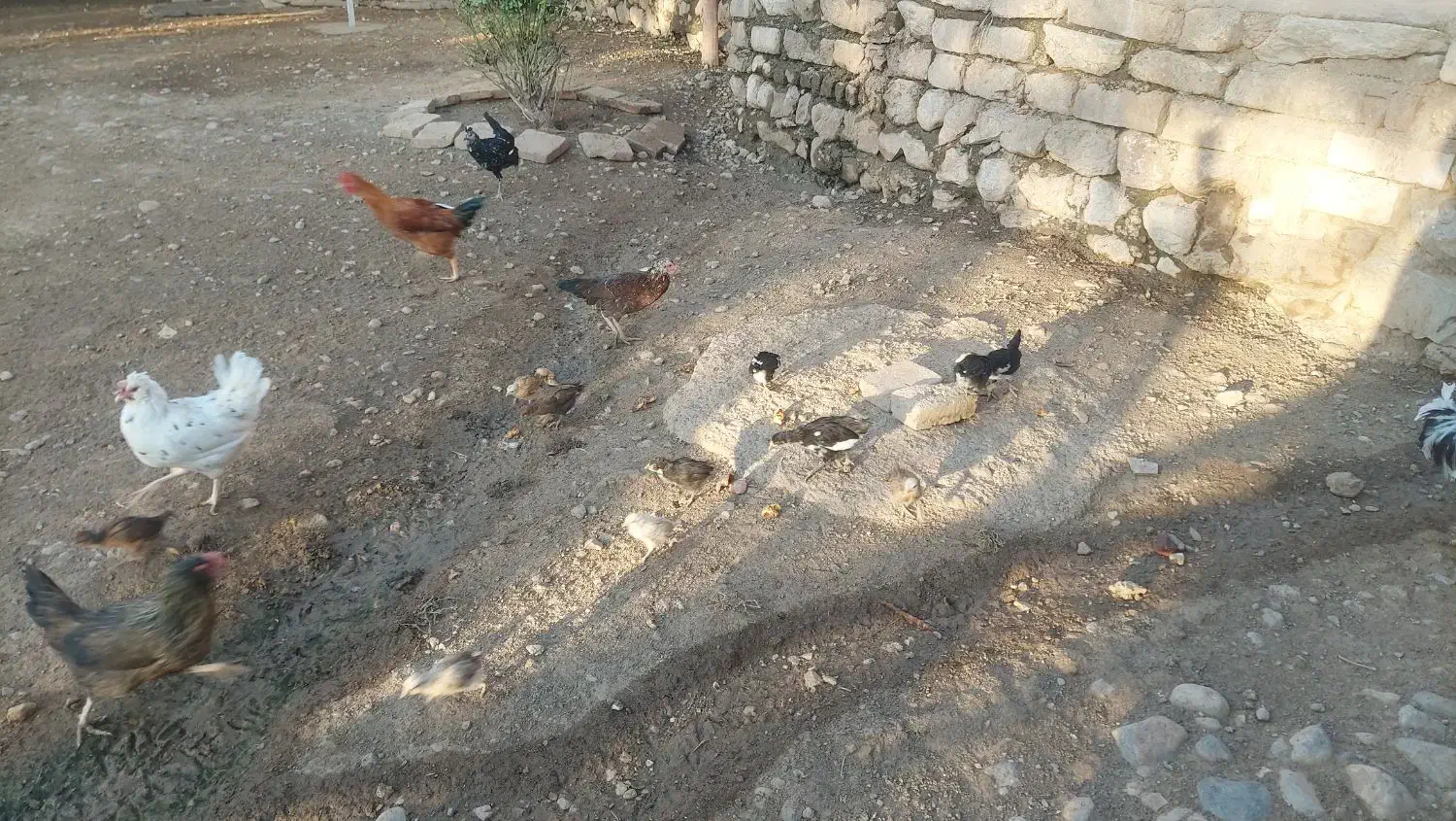 مرغ جوجه.اردگ|پرنده|بروجرد, |دیوار