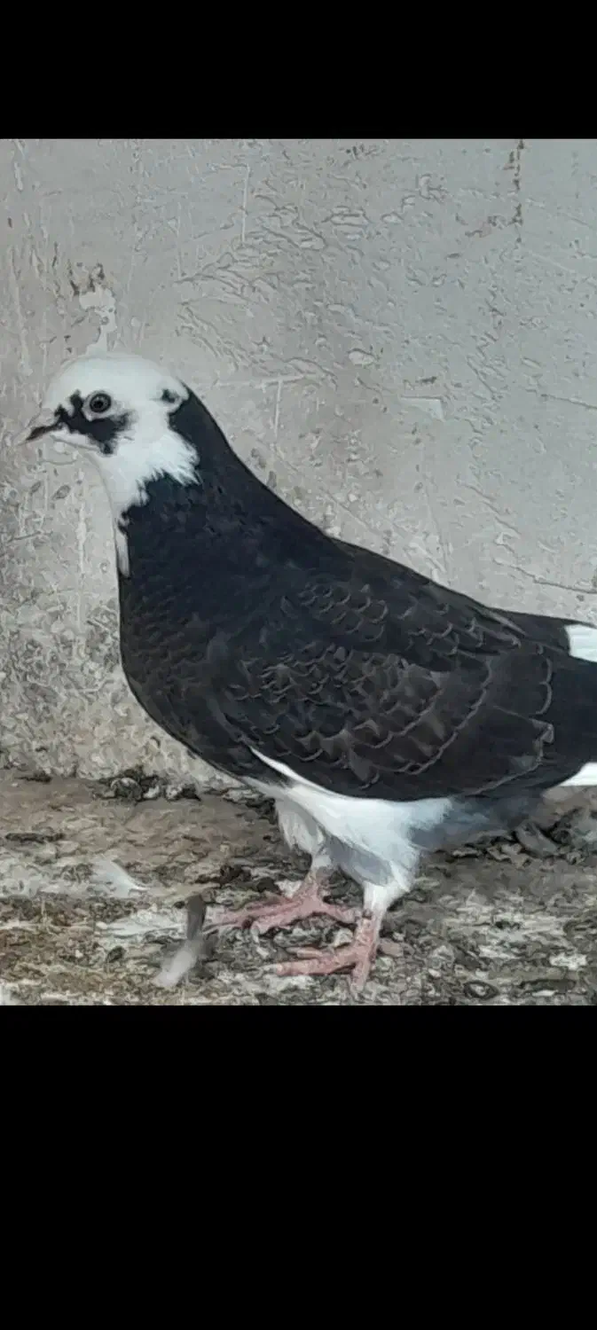 کبوتر شازده|پرنده|گرگان, |دیوار