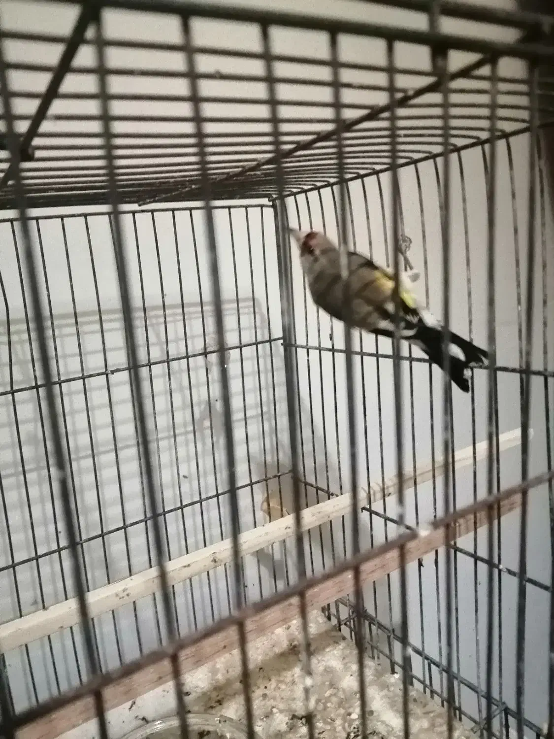 سهره جوجه نر|پرنده|بومهن, |دیوار