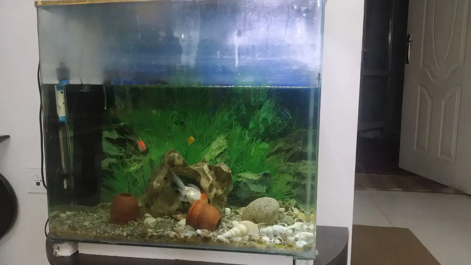 آکواریوم شیشه خم60*30|ماهی|همدان, |دیوار