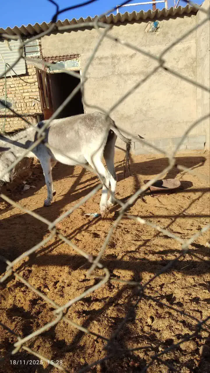 الاغ فروشی|حیوانات مزرعه|آران و بیدگل, |دیوار