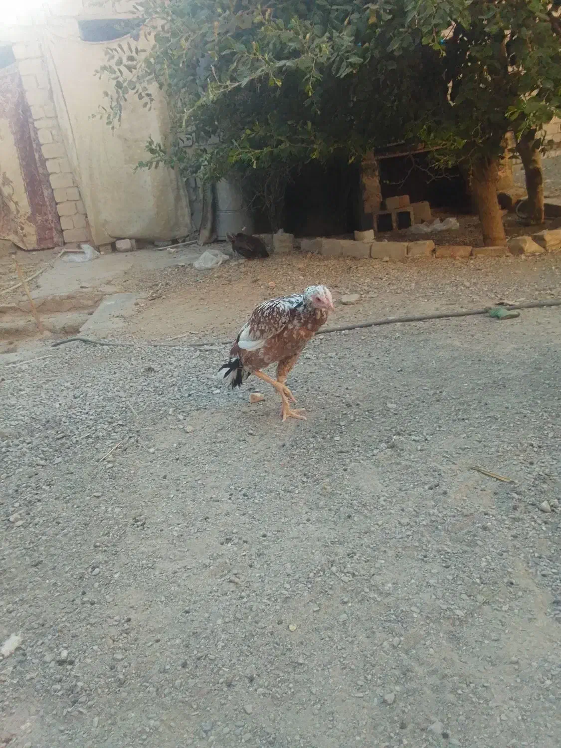 مرغ خروس|حیوانات مزرعه|ایرانشهر, |دیوار