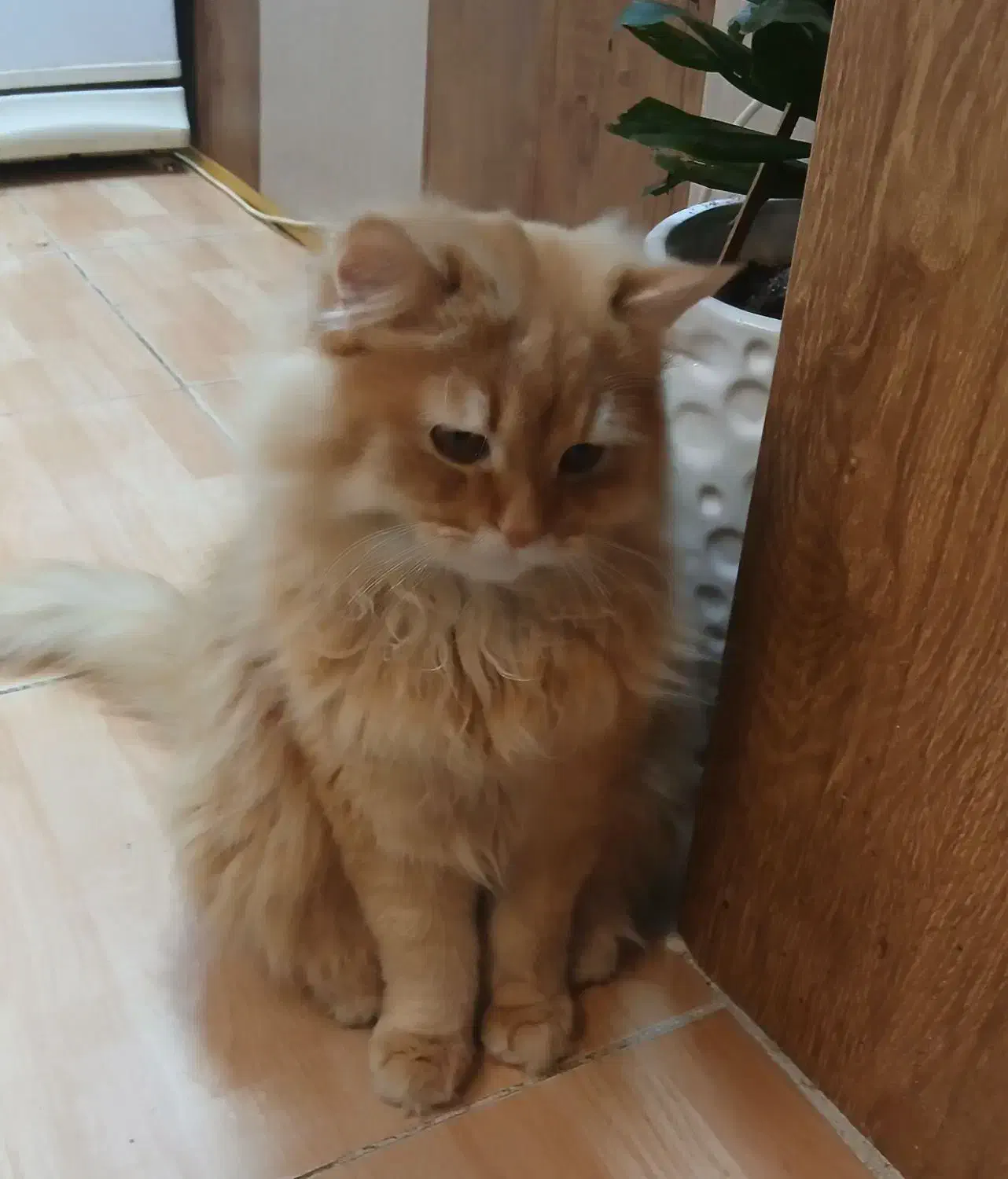 پرشین گاردفیلد  نر|گربه|نیشابور, جمهوری|دیوار