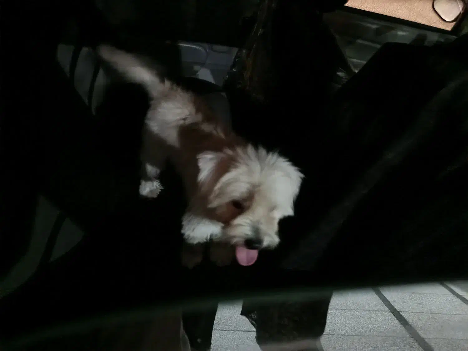 واگذاری شیتزو|سگ|گرمسار, |دیوار