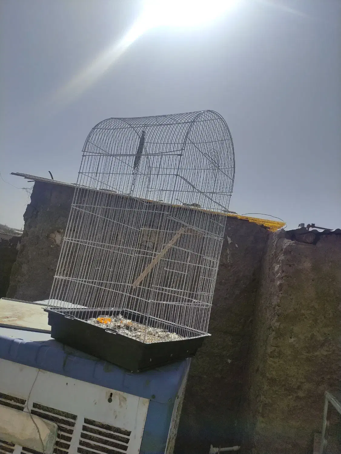 عروس هلندی قیمت خوب|پرنده|شهرضا, |دیوار