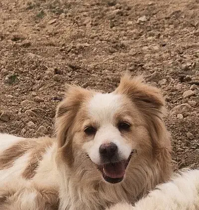 گمشده|حیوانات|خمین, |دیوار