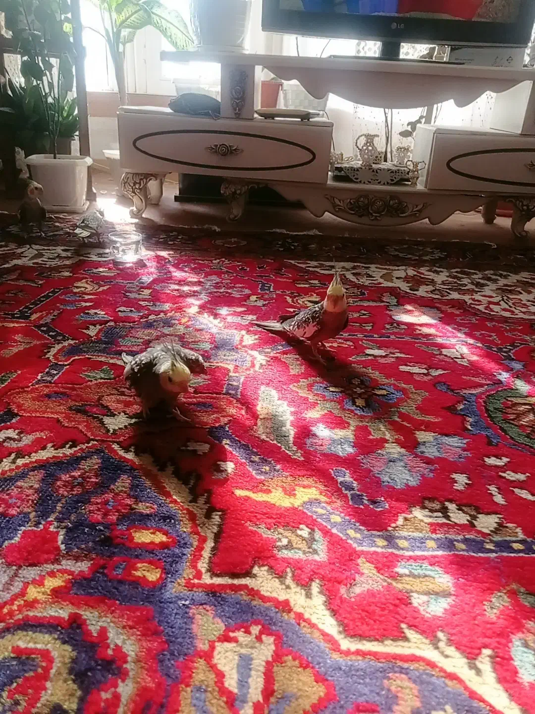 دو عدد عروس نرو ماده|پرنده|عجب شیر, |دیوار