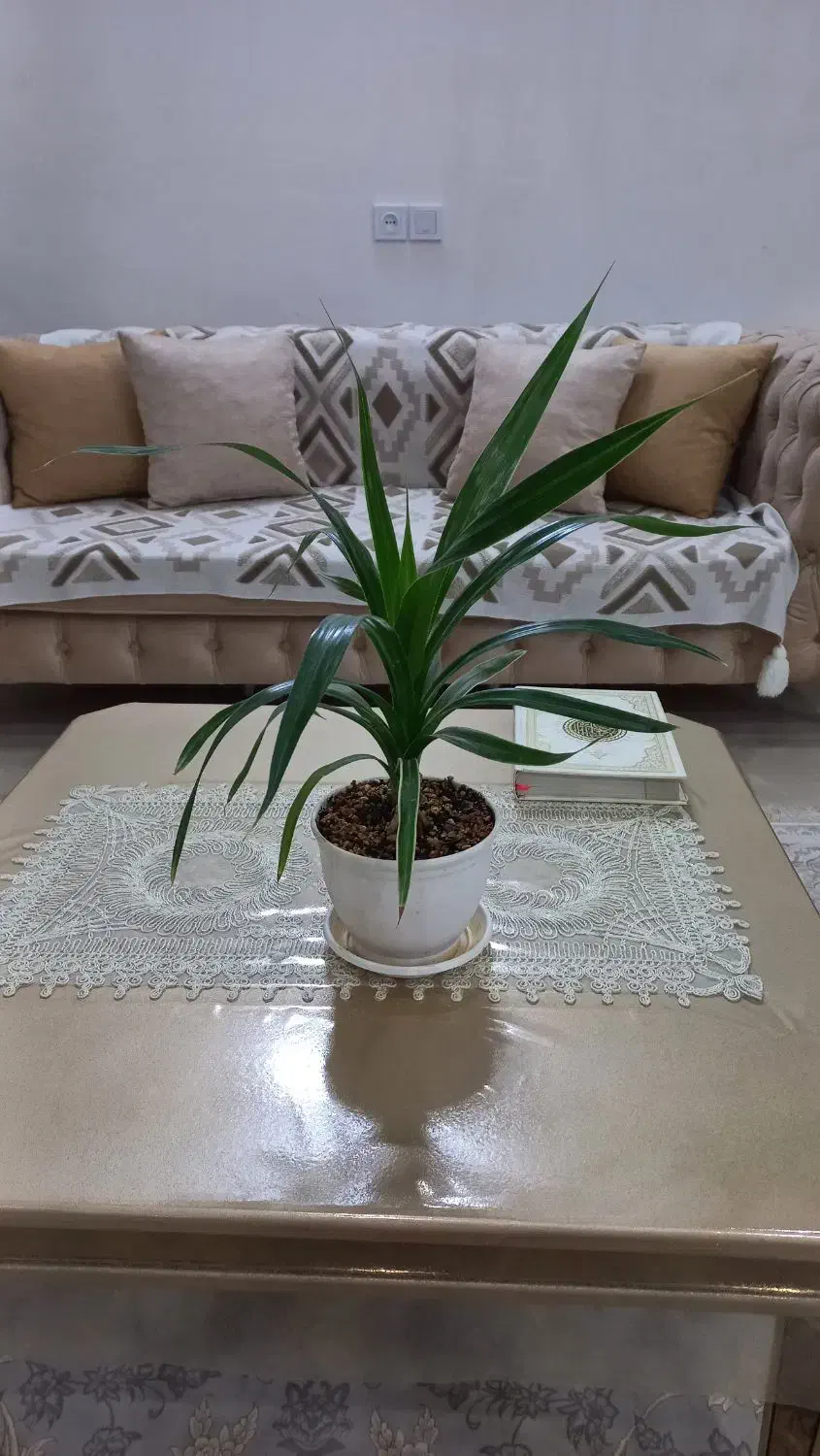 گل طبیعی|گل و گیاه طبیعی|پاکدشت, پاکدشت (مامازند)|دیوار