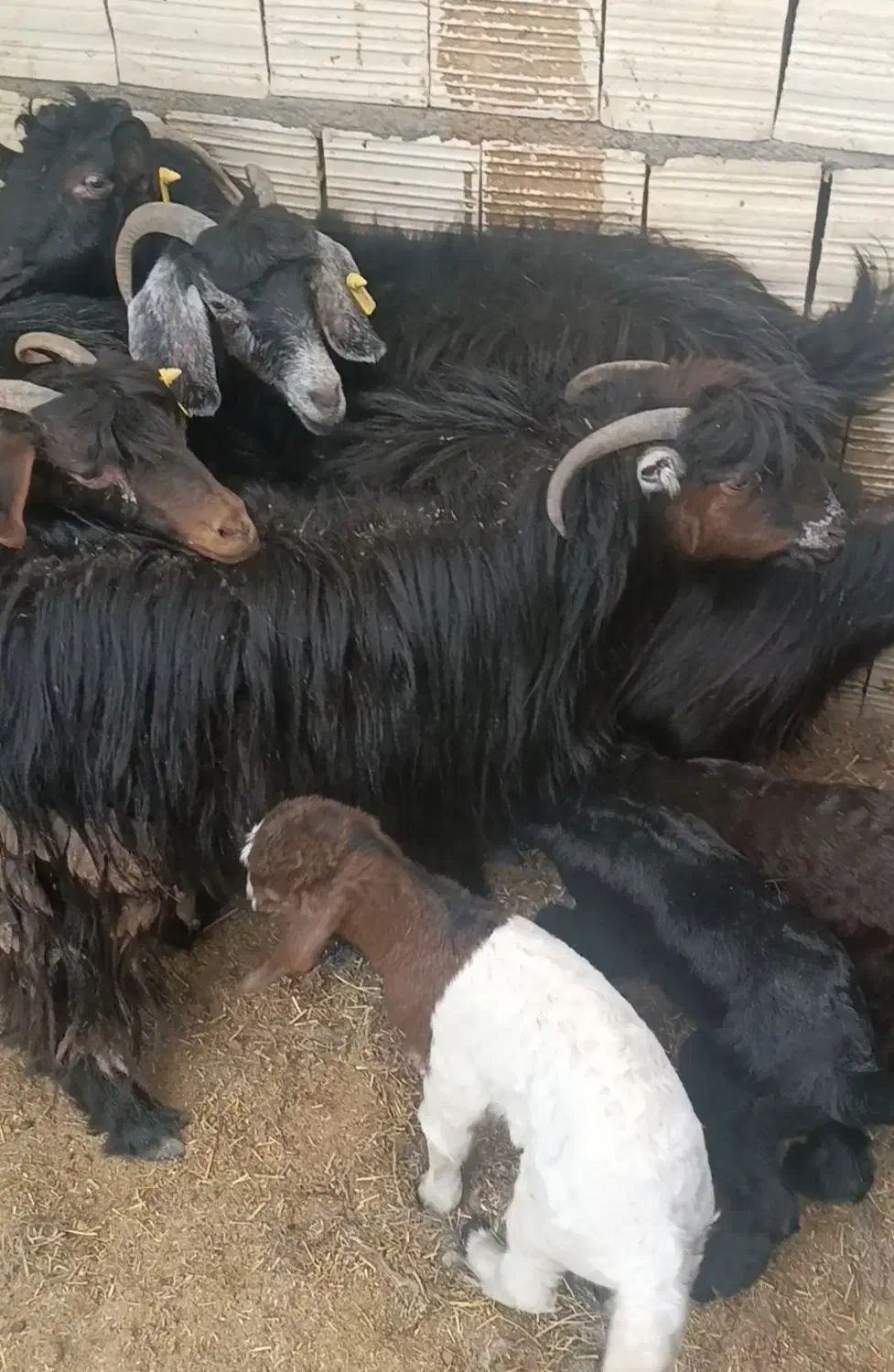 6عدد بز زایده|حیوانات مزرعه|زاهدان, |دیوار