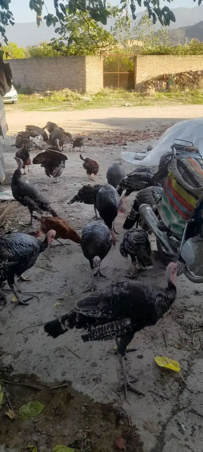 بوقلمون|حیوانات مزرعه|بهشهر, |دیوار