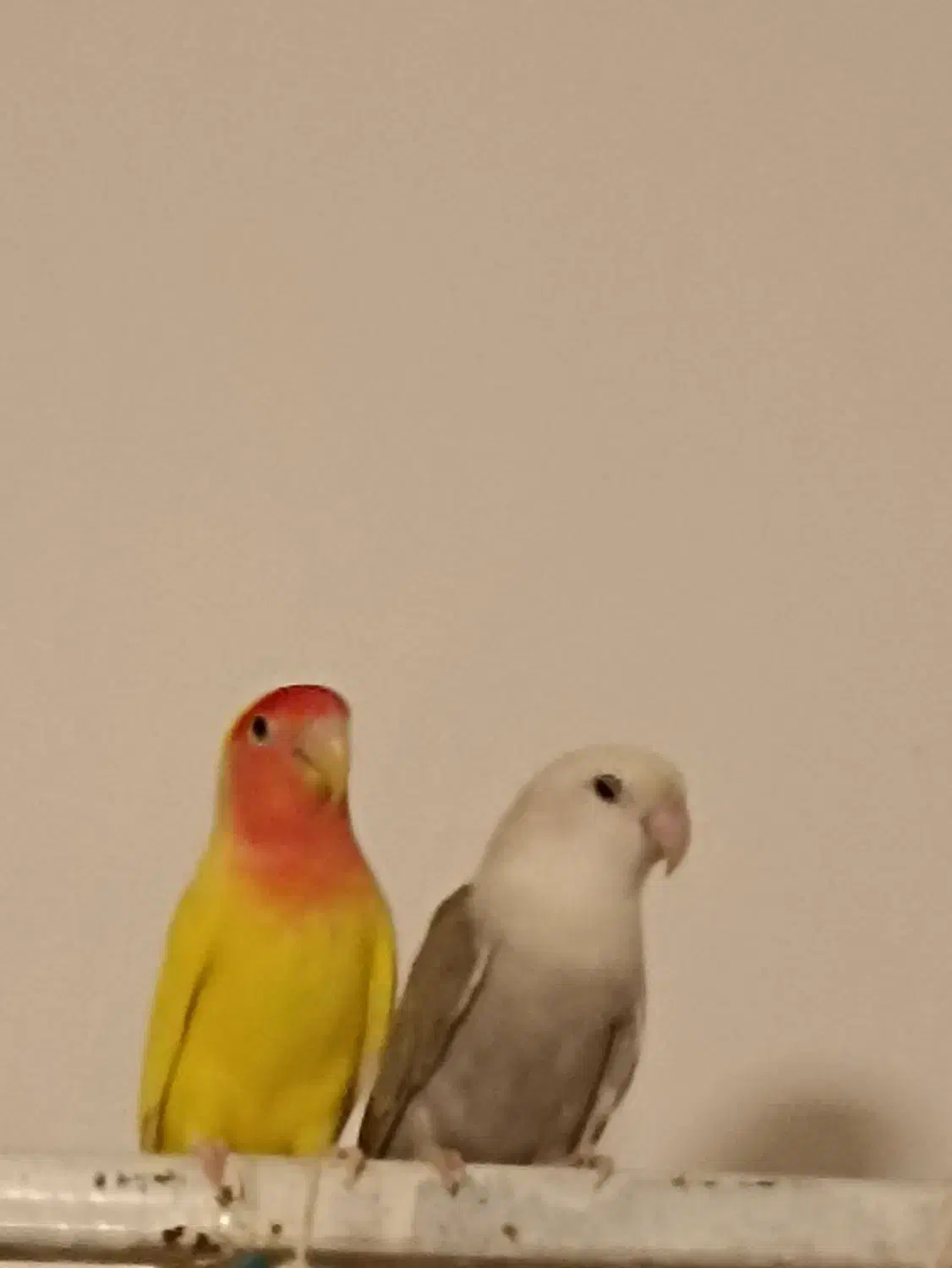 کوتوله جفت مولد|پرنده|مرند, |دیوار