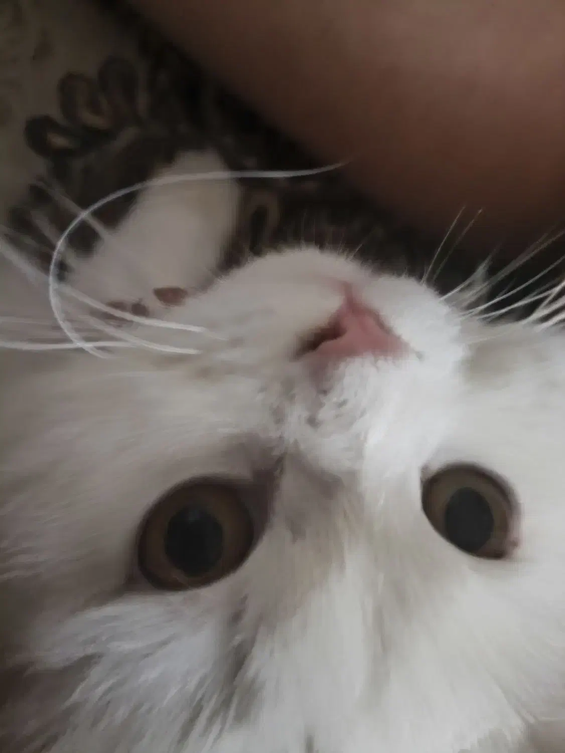 گربه گمشده|حیوانات|بانه, |دیوار